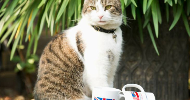 Larry, celebrul motan din resedinta oficiala a premierului britanic, fotografiat in timp ce a lasat sa fuga un soarece