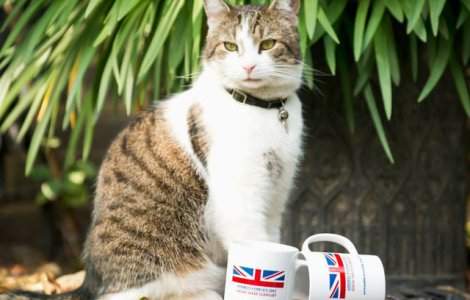 Larry, celebrul motan din resedinta oficiala a premierului britanic, fotografiat in timp ce a lasat sa fuga un soarece