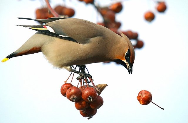 Studiu: Pasarile ajuta in combaterea stresului si depresiei