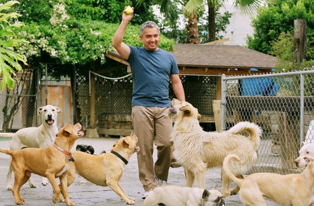 Cesar Millan, celebrul antrenor de caini, a ajuns in Romania