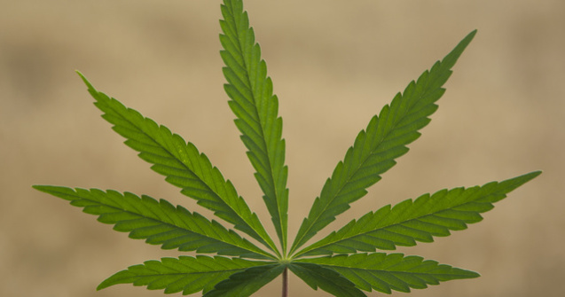 Tratamentul cu marijuana a devenit legal in Romania