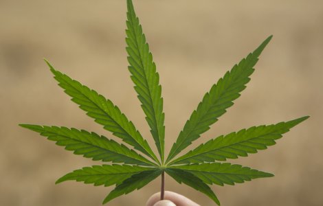 Tratamentul cu marijuana a devenit legal in Romania