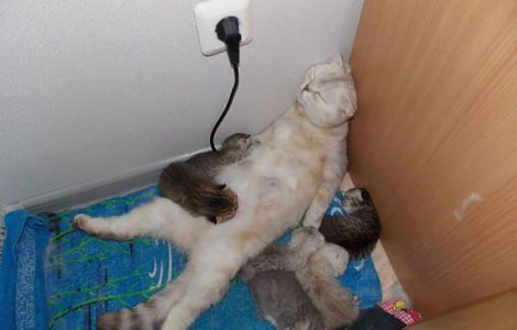  Top  7 imagini care demonstreaza ca viata de parinte e grea pentru oricine