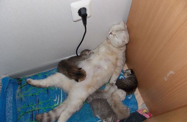 7 imagini care demonstreaza ca viata de parinte e grea pentru oricine