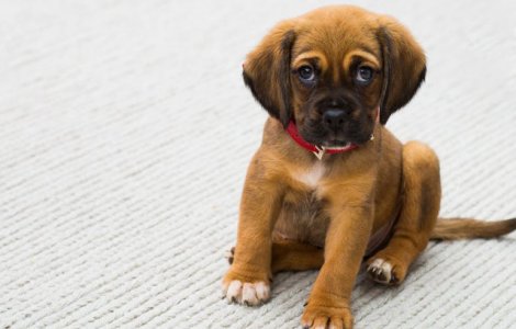 Ce se ascunde, de fapt, in spatele privirii de "vinovat" a cainelui