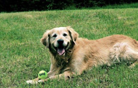 Unde se deschide primul spital veterinar de ortopedie si neurochirurgi