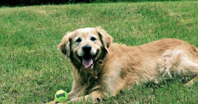 Unde se deschide primul spital veterinar de ortopedie si neurochirurgi