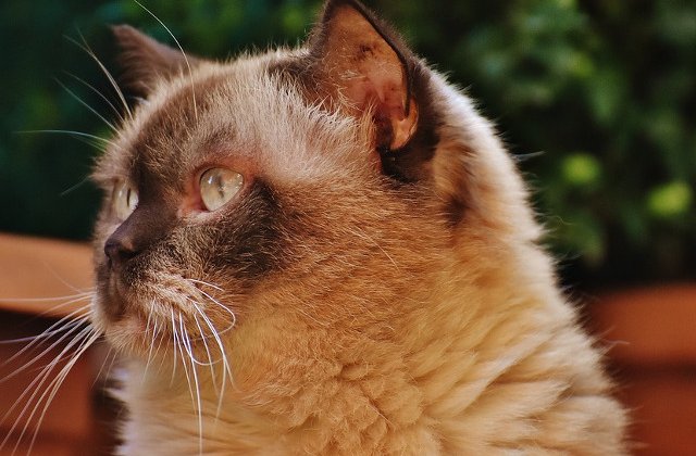 Descopera-ti animalul de companie! Afla de ce torc pisicile