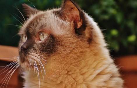 Descopera-ti animalul de companie! Afla de ce torc pisicile