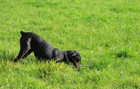 Motivele pentru care cainii isi ascund mancarea