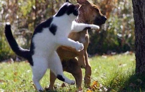  Top  10 poze amuzante facute din unghiul potrivit