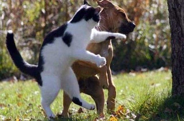 10 poze amuzante facute din unghiul potrivit