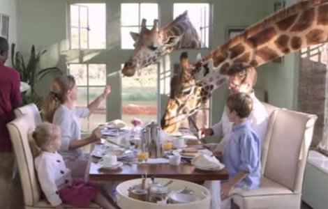  Video  Hotelul in care oaspetii pot lua micul dejun cu... girafele