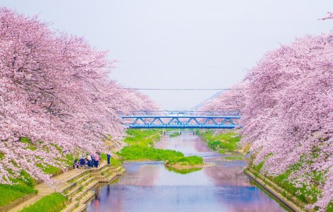  Top  Cum arata PRIMAVARA, anotimpul renasterii, in lume