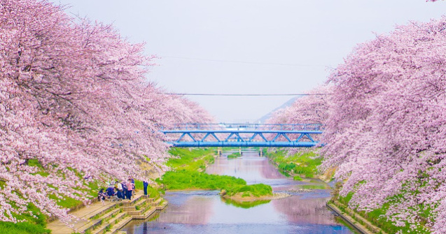  Top  Bucurie, culoare, frumusete desavarsita! Cum arata PRIMAVARA, anotimpul renasterii, in lume