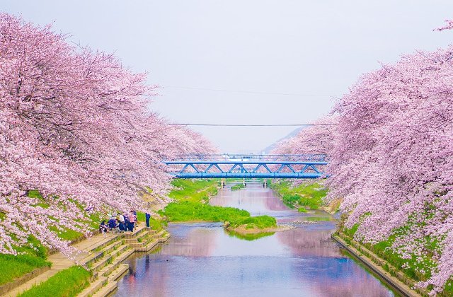 Bucurie, culoare, frumusete desavarsita! Cum arata PRIMAVARA, anotimpul renasterii, in lume