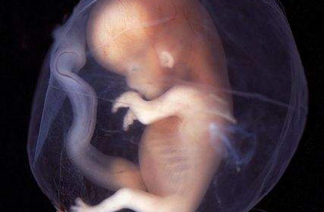 Fetusi morti, gasiti intr-un templu budist din Bangkok