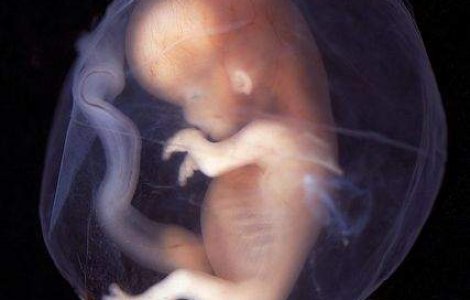 Fetusi morti, gasiti intr-un templu budist din Bangkok