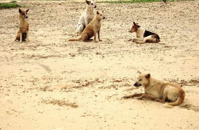 Batrana sfasiata de 10 caini comunitari