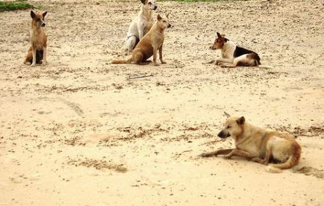 Batrana sfasiata de 10 caini comunitari