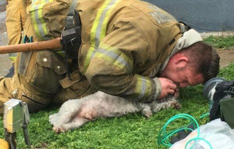 Un pompier a salvat un caine, facandu-i respiratie gura la gura