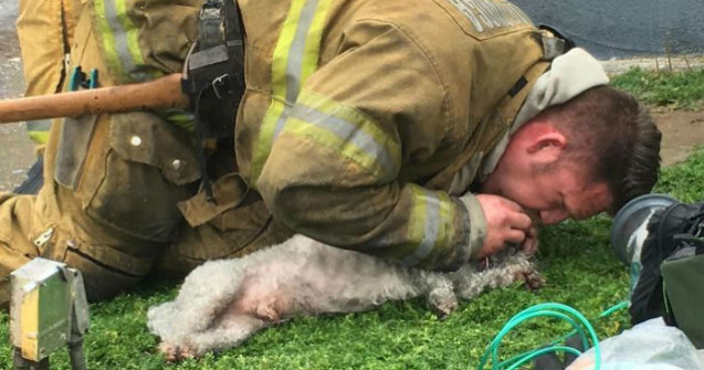 Un pompier a salvat un caine, facandu-i respiratie gura la gura