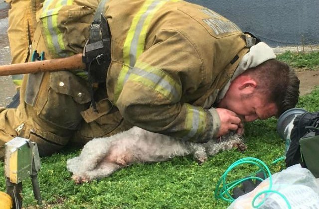 [VIDEO] Un pompier a salvat un caine, facandu-i respiratie gura la gura