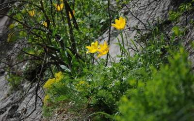 O planta unica in lume a...