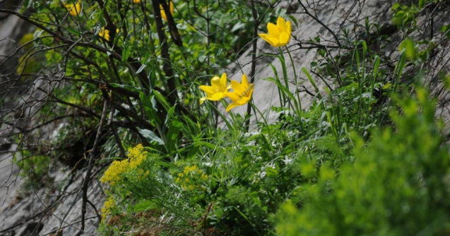 O planta unica in lume a inflorit la Cazanele Dunarii