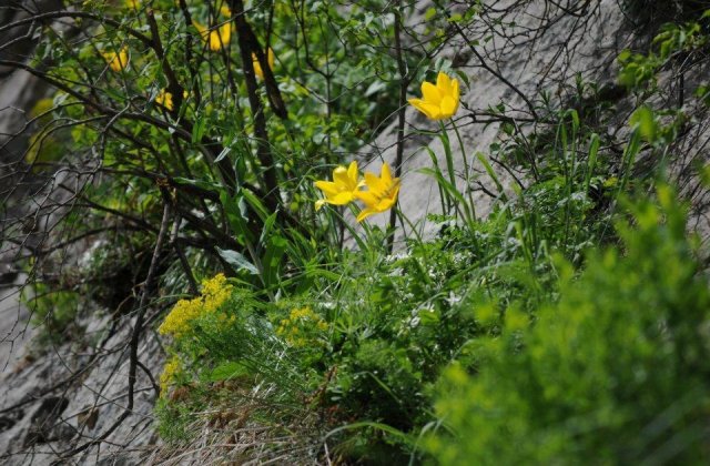 O planta unica in lume a inflorit la Cazanele Dunarii