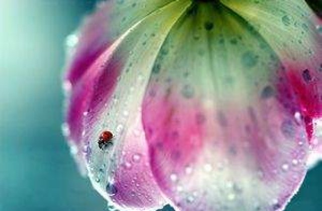 Imagini superbe Rain Photography