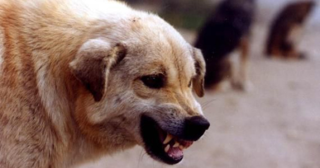 Cluj: Baiat de opt ani in stare grava la spital dupa ce a fost atacat de patru caini de paza