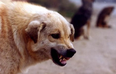 Cluj: Baiat de opt ani in stare grava la spital dupa ce a fost atacat de patru caini de paza