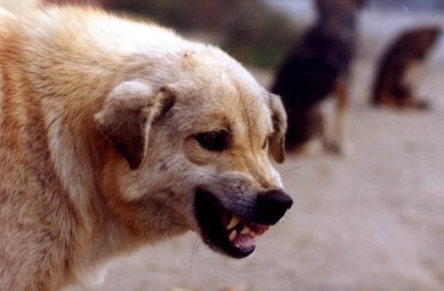 Cluj: Baiat de opt ani in stare grava la spital dupa ce a fost atacat de patru caini de paza