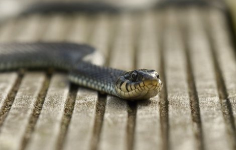  Video  Unele specii de serpi au capacitatea de a zbura