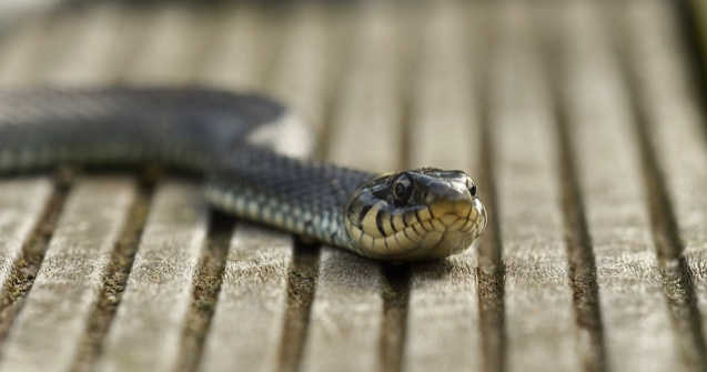  Video  Unele specii de serpi au capacitatea de a zbura