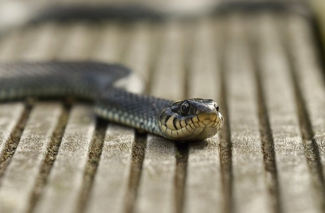 [Video] Unele specii de serpi au capacitatea de a zbura