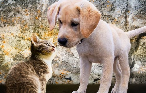  Top  Top 10 diferente notabile intre iubitorii de caini si cei de pisici