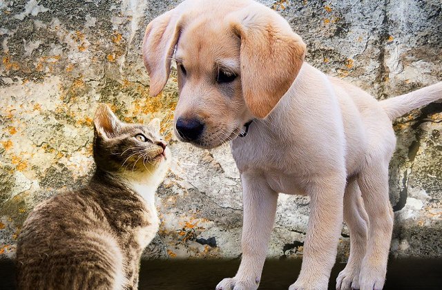 Top 10 diferente notabile intre iubitorii de caini si cei de pisici