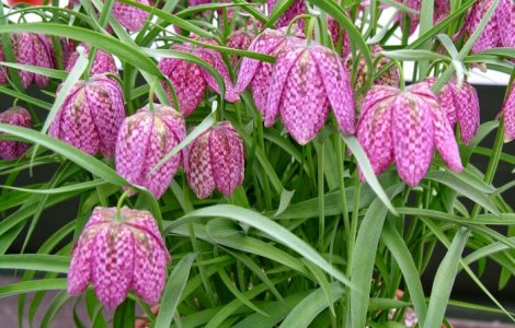 Vaslui: Laleaua pestrita, protejata de lege, este vanduta pe tarabe in piata