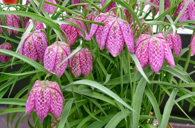 Vaslui: Laleaua pestrita, protejata de lege, este vanduta pe tarabe in piata