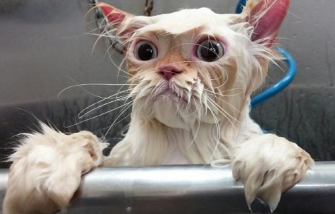  Top  10 imagini amuzante care demonstreaza ca animalele urasc apa