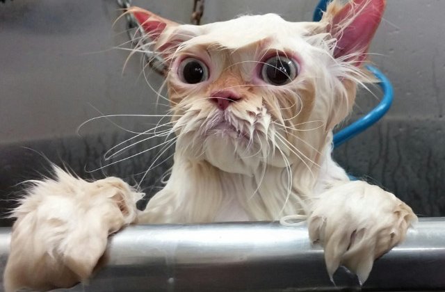 10 imagini amuzante care demonstreaza ca animalele urasc apa