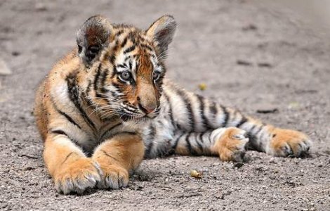 Rusia: Vanator de tigri, amendat cu 3.500 de euro