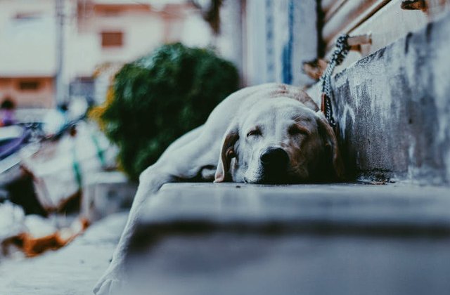 Top 10+3 fotografii amuzante care surprind animale dormind. Sunt adorabile!