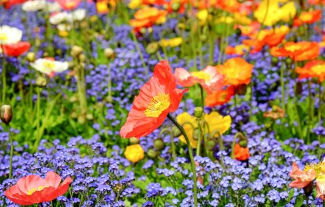 Vremea de Florii va fi frumoasa si calda, cu temperaturi intre 14 si 22 de grade