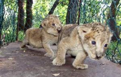 VIDEO: Animalele de la Zoo Buhusi, eutanasiate inainte de a fi ucise de mizerie