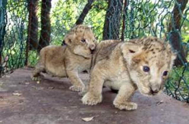 VIDEO: Animalele de la Zoo Buhusi, eutanasiate inainte de a fi ucise de mizerie