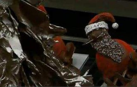  Video  Brad din ciocolata, de 10 metri!