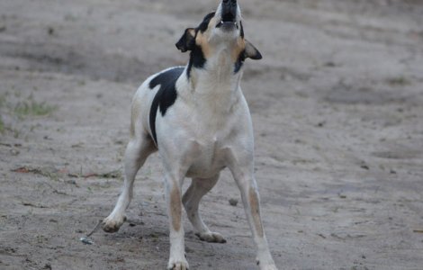 Motivele pentru care cainii latra la masini